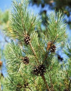 Scotch Pine Essential Oil: A Refreshing, Comforting “Essence of the Forest” Image